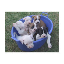 American Bulldog Puppies Postcard by kit2008 American Bulldog Puppies Postcard