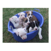 American Bulldog Puppies Postcard
