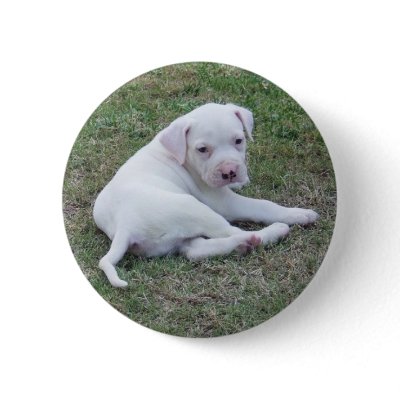 American Bulldog Puppy Button american bulldog puppy. American Bulldog Puppy Button
