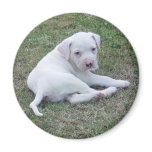 American Bulldog Puppy Fridge Magnet