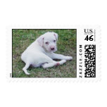 American Bulldog Puppy Postage Stamp