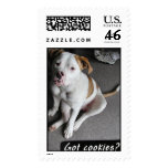 American Bulldog Puppy  Postage