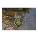 American Bullfrog posters
