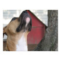 AMERICAN BULLY PUPPY. posters by DigitalStatic AMERICAN BULLY PUPPY. posters