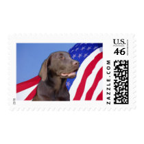 American Chocolate Labrador postage by dogwiregifts American Chocolate Labrador postage
