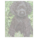American Cocker Spaniel Customized Letterhead