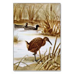 American Coot and Clapper Rail Table Card