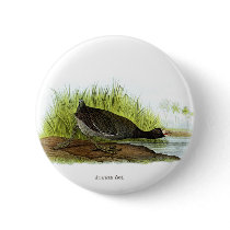 American Coot buttons