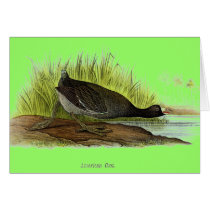 American Coot cards by jarthurdavis American Coot cards