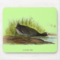 American Coot mousepads