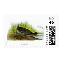 American Coot postage by jarthurdavis American Coot postage