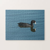 American Coot Puzzle puzzles
