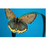 American copper butterfly acrylic cut out