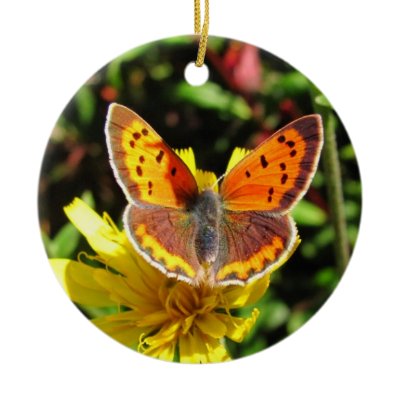 American Copper Butterfly ~ ornament by Andy2302