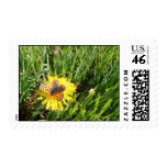 American Copper Butterfly Postage Stamp