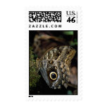 American copper butterfly postage stamps