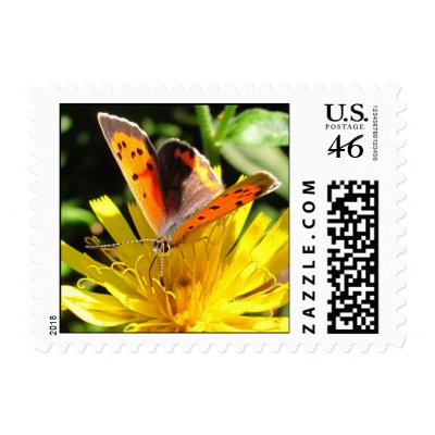 American Copper butterfly ~ stamp by Andy2302