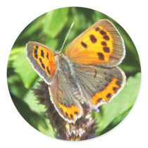 American Copper butterfly ~ sticker by Andy2302 American Copper butterfly ~ sticker