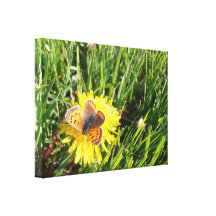 American Copper Butterfly Wrapped Canvas Gallery Wrap Canvas