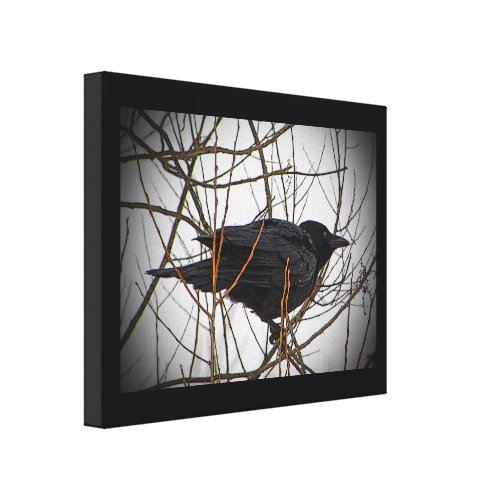 American Crow Gallery Wrapped Canvas
