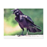 American Crow Postcard