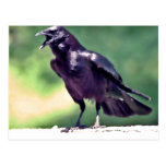 American Crow Postcard