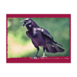 American Crow Postcards