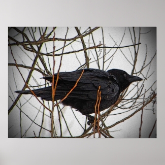 American Crow