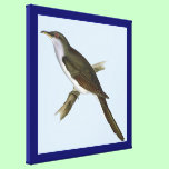 American Cuckoo Bird Canvas Print canvas prints