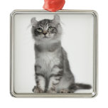 American Curl Kitten (3 months old) Ornament