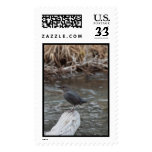 American Dipper Postage