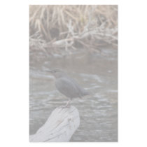 American Dipper Personalized Stationery