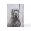 American Dog cards