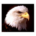 American Eagle Bald Eagle Poster Print