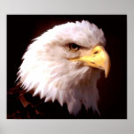 American Eagle Bald Eagle Poster Print