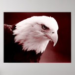 American Eagle Bald Eagle Poster Print