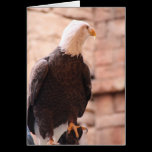 American Eagle cards