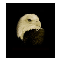American Eagle II posters