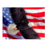 American Eagle with American Flag Postcard