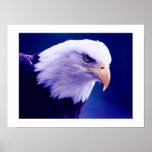American Eagles - Bald Eagle Posters Prints