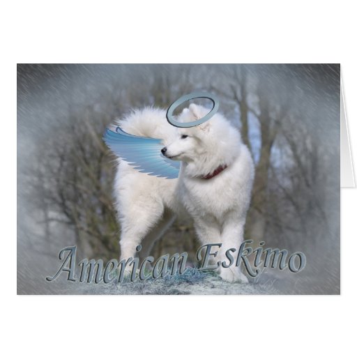 American Eskimo Angel blues Greeting Card Zazzle
