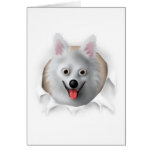American Eskimo Busting Out Card