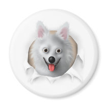 American Eskimo Busting Out magnets by cartoondogs American Eskimo Busting Out magnets