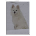 american Eskimo cards by carolynandpets american Eskimo cards