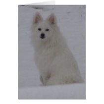 american Eskimo cards by carolynandpets american Eskimo cards