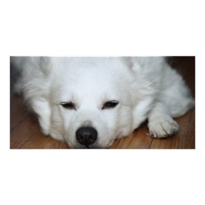 American Eskimo Dog Face Picture Card by eMotivPhotography