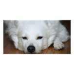 American Eskimo Dog Face Picture Card