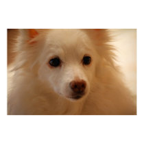 American Eskimo Dog Portrait posters by TeeShirtsTShirts American Eskimo Dog Portrait posters