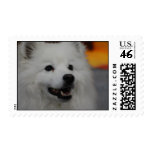American Eskimo Dog  Postage Stamp
