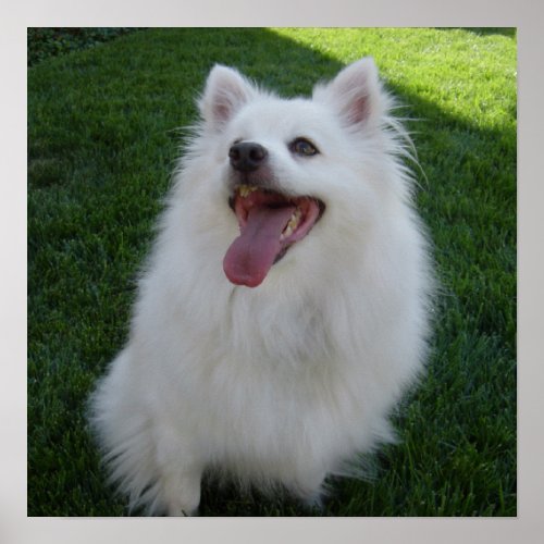 American Eskimo Dog print